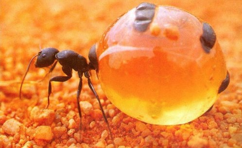 honey ant pot desert